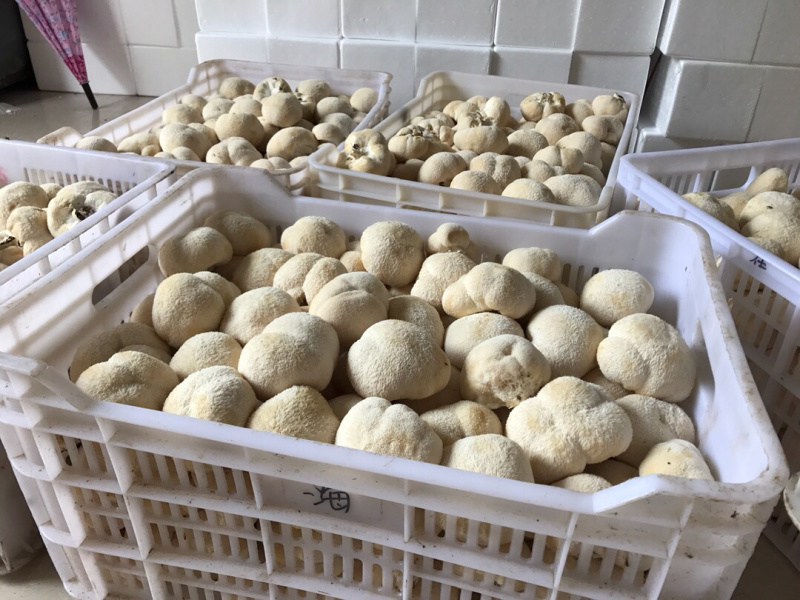 【顺丰包邮‼️支持一件代发】新鲜猴头菇2斤装包邮