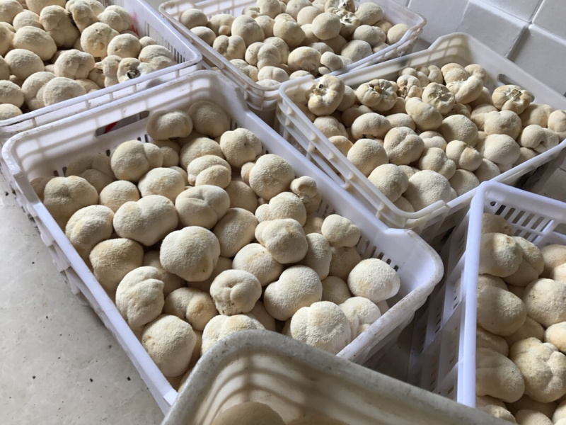 【顺丰包邮‼️支持一件代发】新鲜猴头菇2斤装包邮