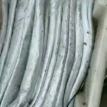 刀鱼