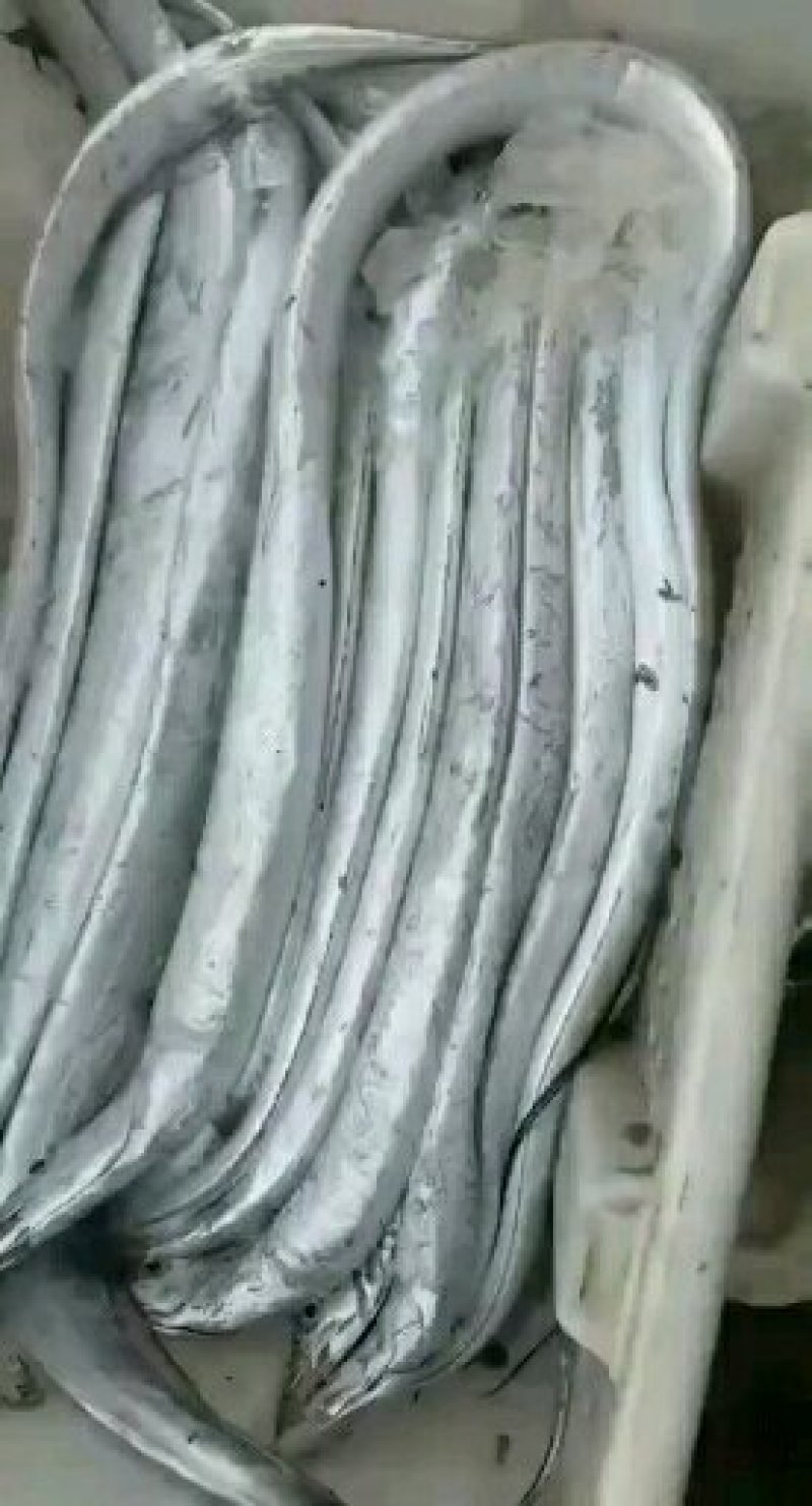 刀鱼