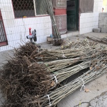 0.5公分至3公分泰山大红袍板栗树苗价格华光栗子苗