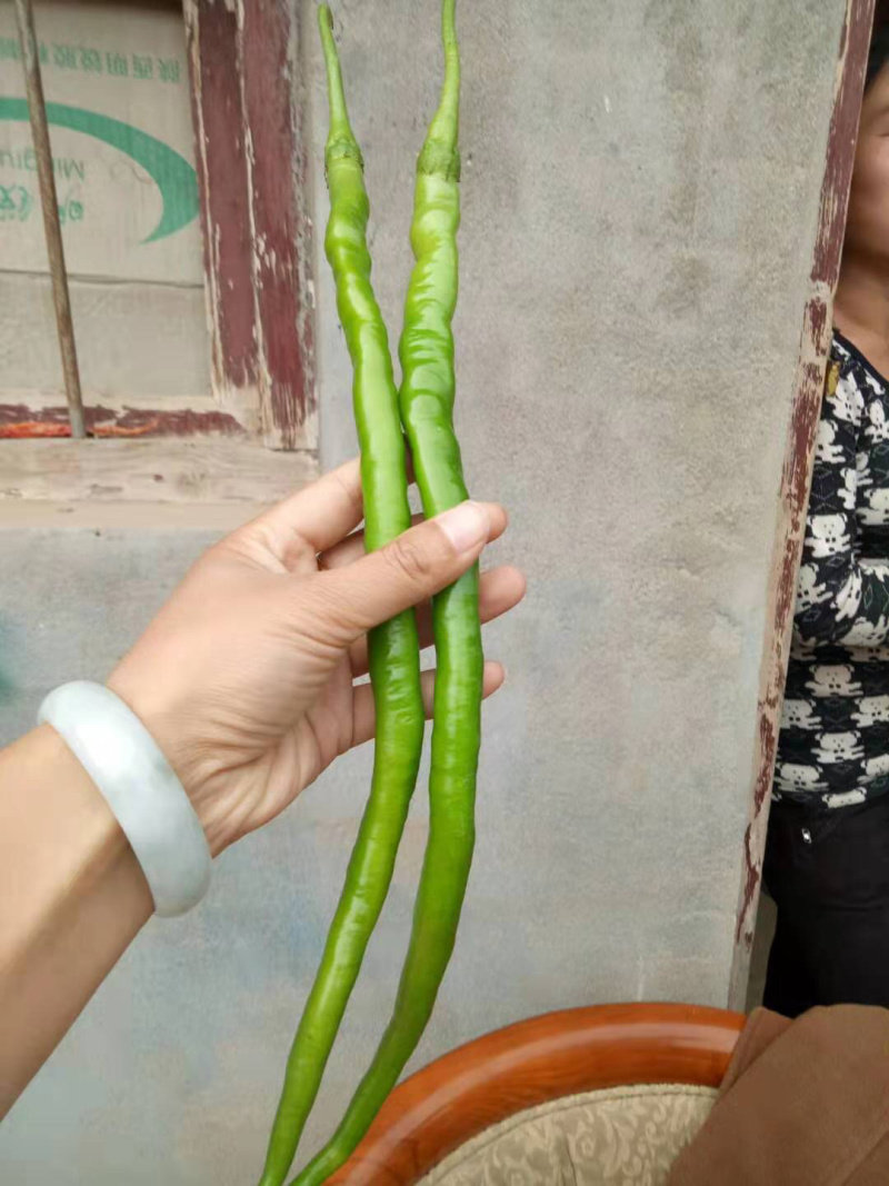 大棚线椒15~20厘米微辣软皮，硬皮