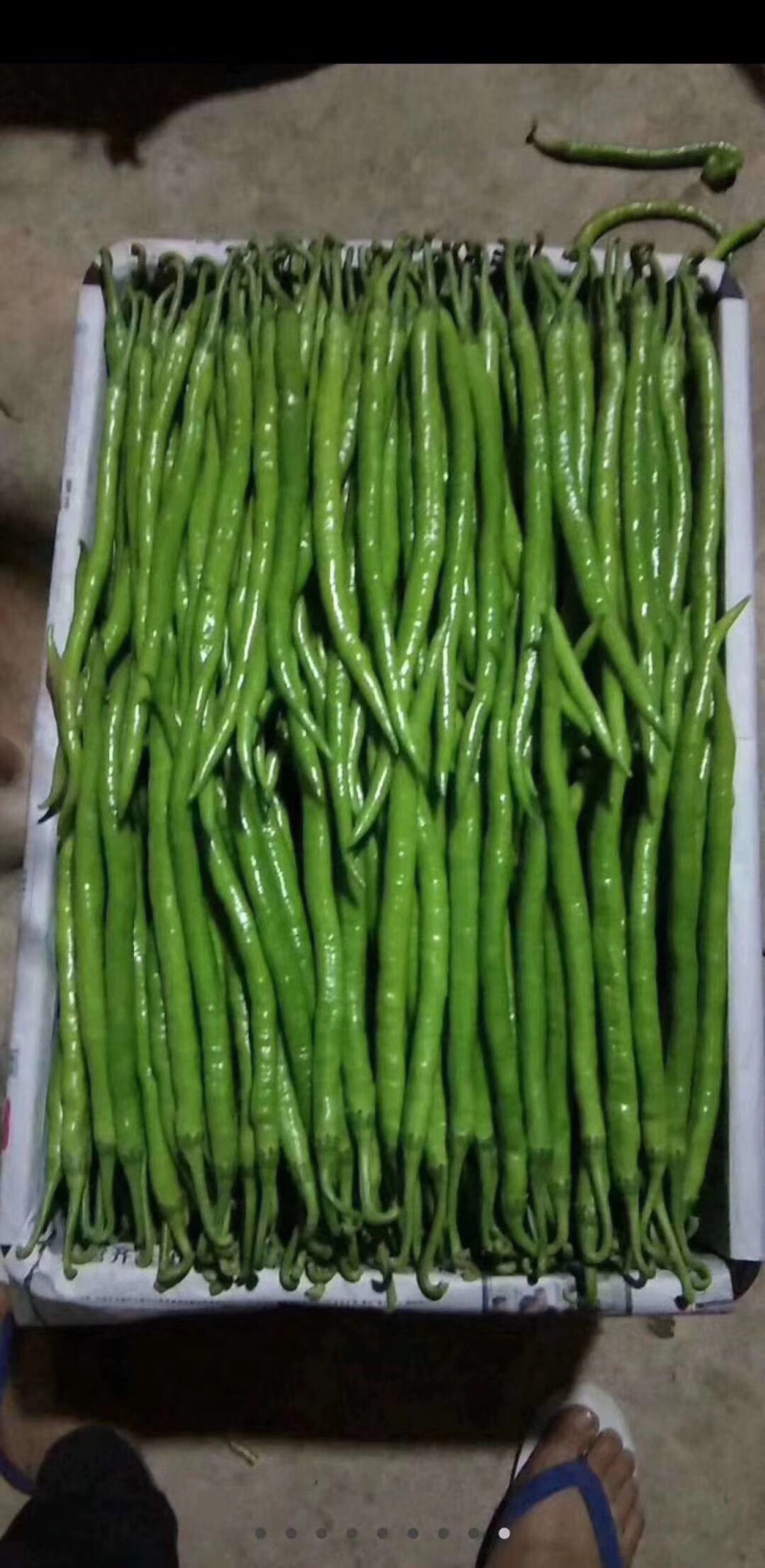 大棚线椒15~20厘米微辣软皮，硬皮