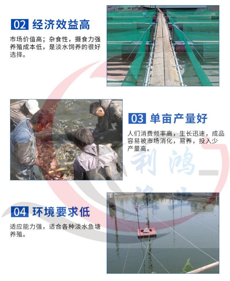 巴沙鱼苗卡巴沙高产量养殖场直供全国包活发货