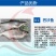 巴沙鱼苗卡巴沙高产量养殖场直供全国包活发货