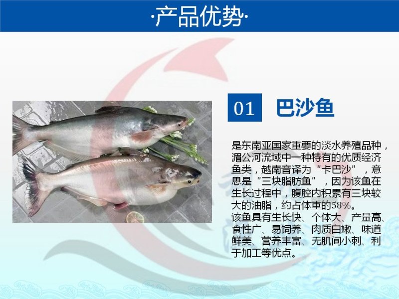巴沙鱼苗卡巴沙高产量养殖场直供全国包活发货
