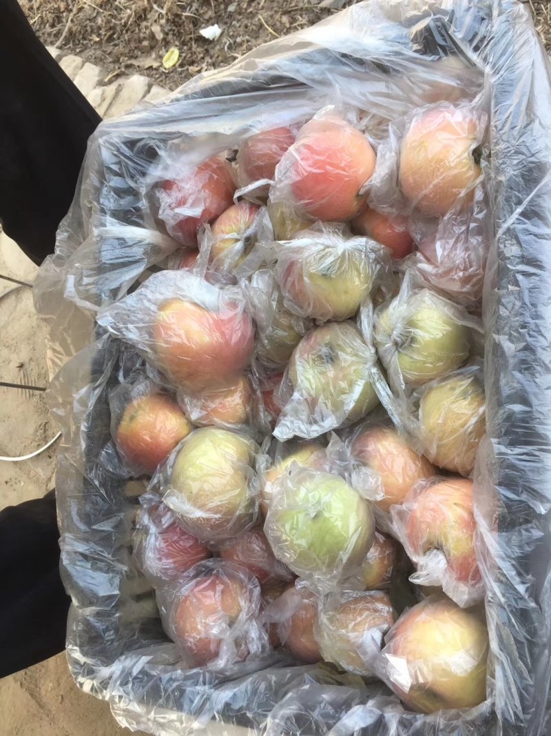 深州水果之乡（精品小富士）