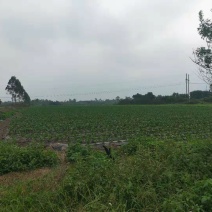鲜辣椒产地直销价格低廉诚信代办一次合作终身朋友