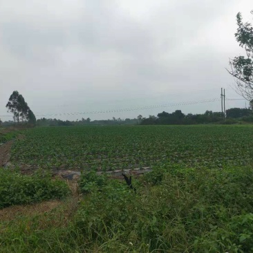 鲜辣椒产地直销价格低廉诚信代办一次合作终身朋友