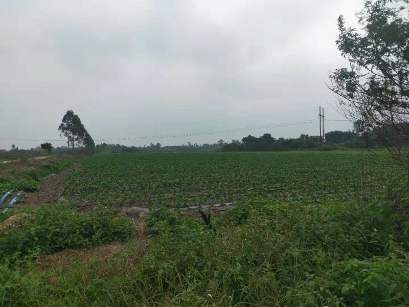 鲜辣椒产地直销价格低廉诚信代办一次合作终身朋友