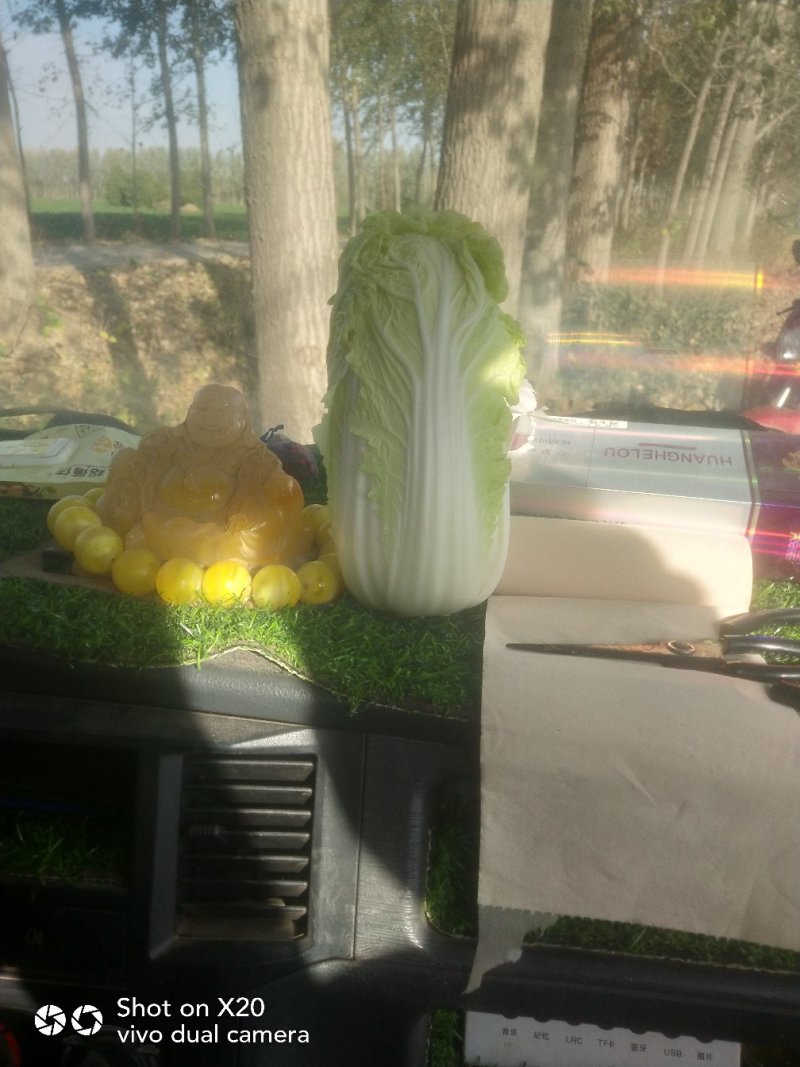 娃娃菜大量上市，需要联系