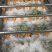 嫘祖故里盐亭桑叶茶霜桑茶冬桑叶颗粒茶清洗桑叶茶非桑芽茶