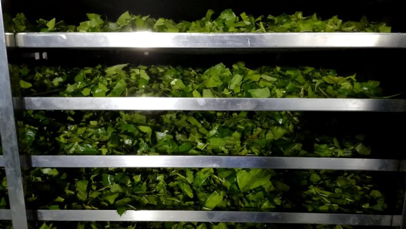 嫘祖故里盐亭桑叶茶霜桑茶冬桑叶颗粒茶清洗桑叶茶非桑芽茶
