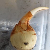 茨菇