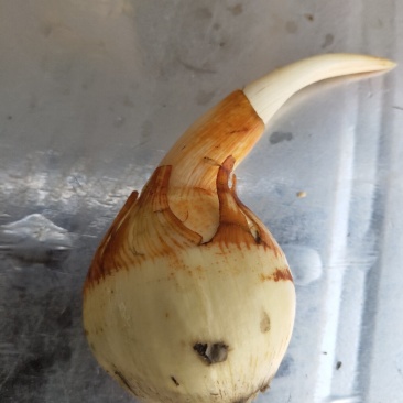 茨菇