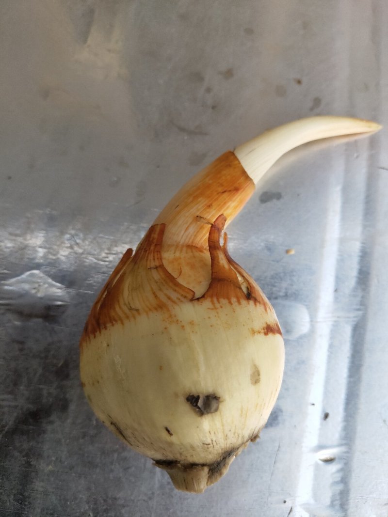 茨菇