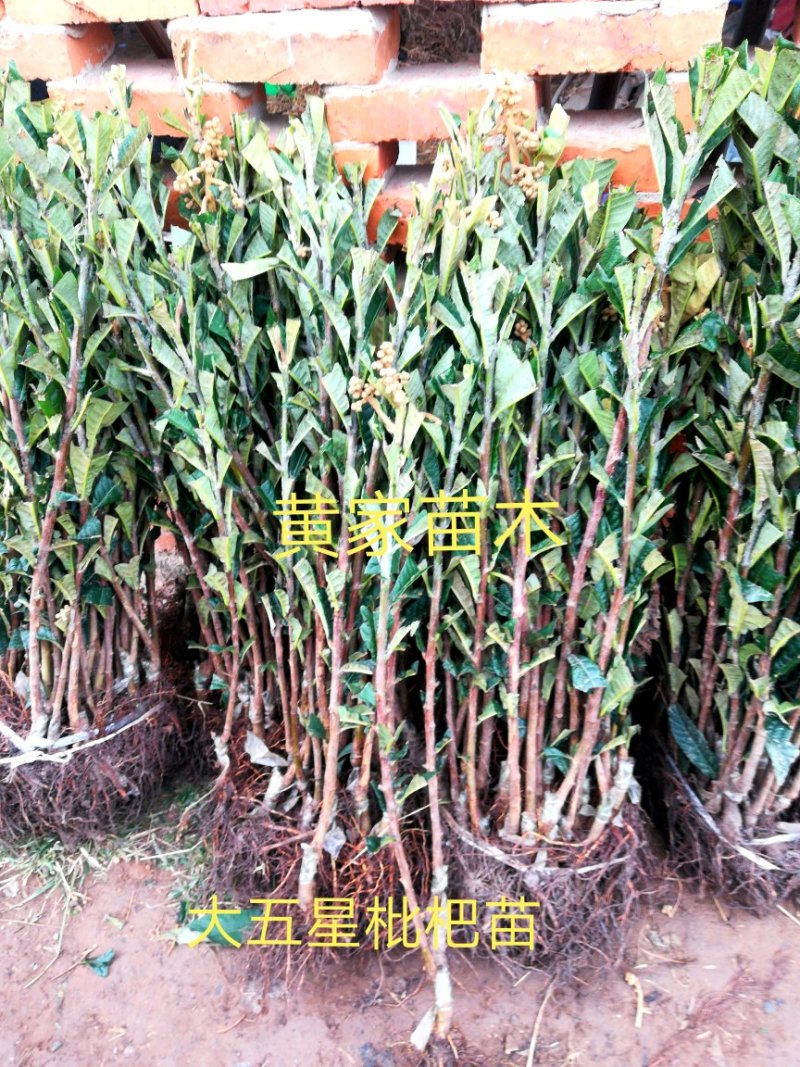 大五星枇杷苗4月中旬成熟上市接苗当年结果