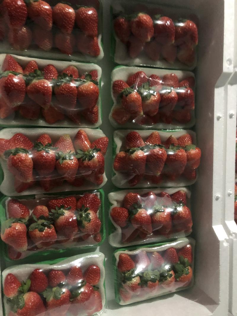 奶油草莓大量上市基地直发欢迎新老客户前来选购