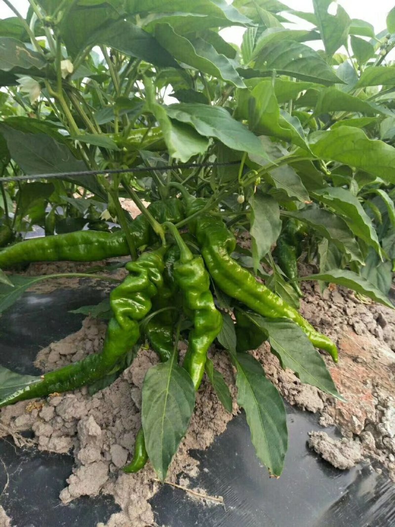 螺丝椒