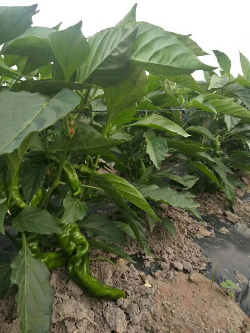 螺丝椒