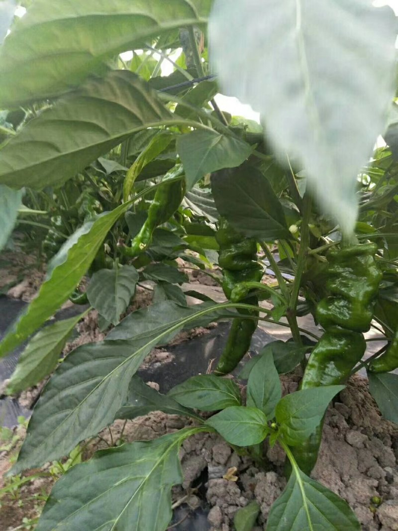 螺丝椒