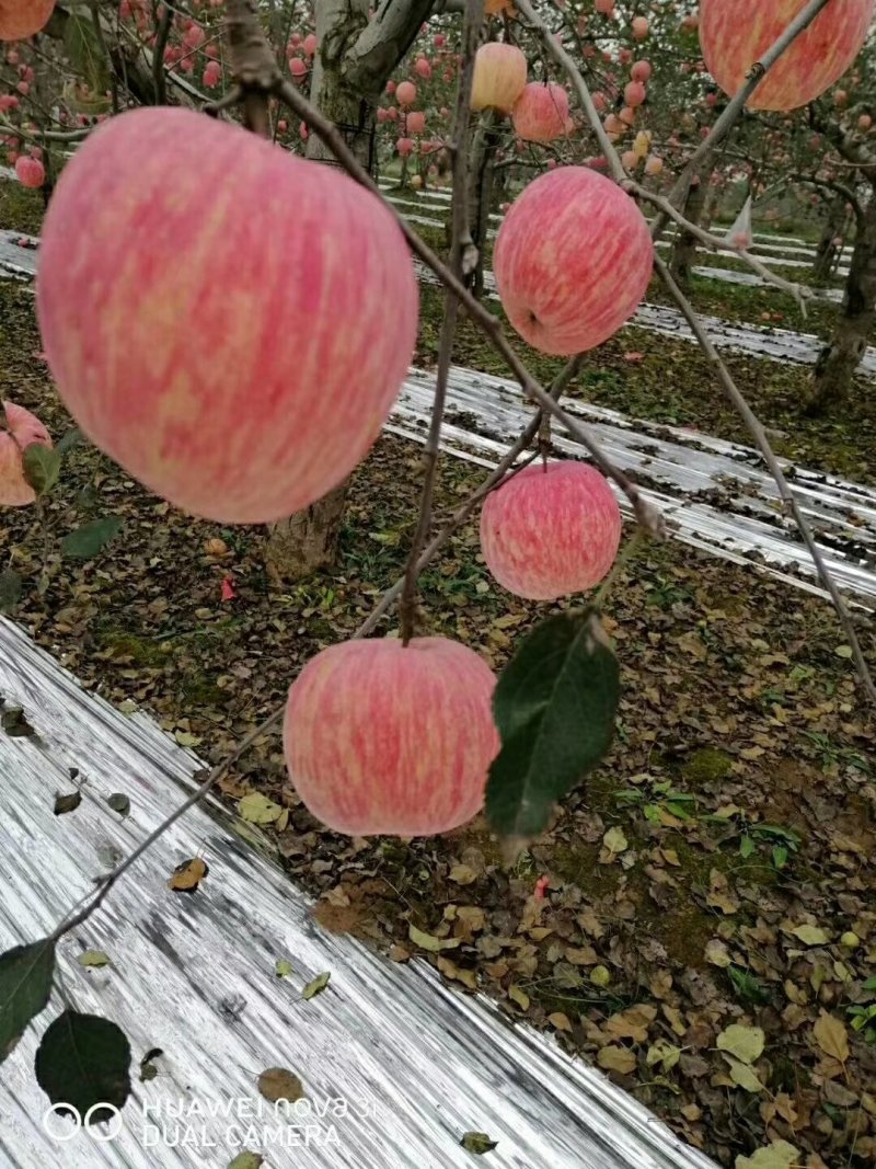 纸袋红富士苹果批发价格临沂红富士果基地日照苹果价格