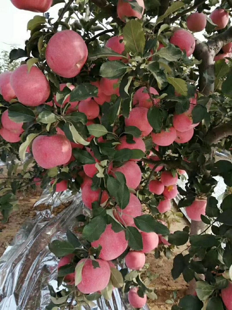 烟台苹果批发基地山东临沂沂水苹果价格蓬莱日照莒县苹果价格