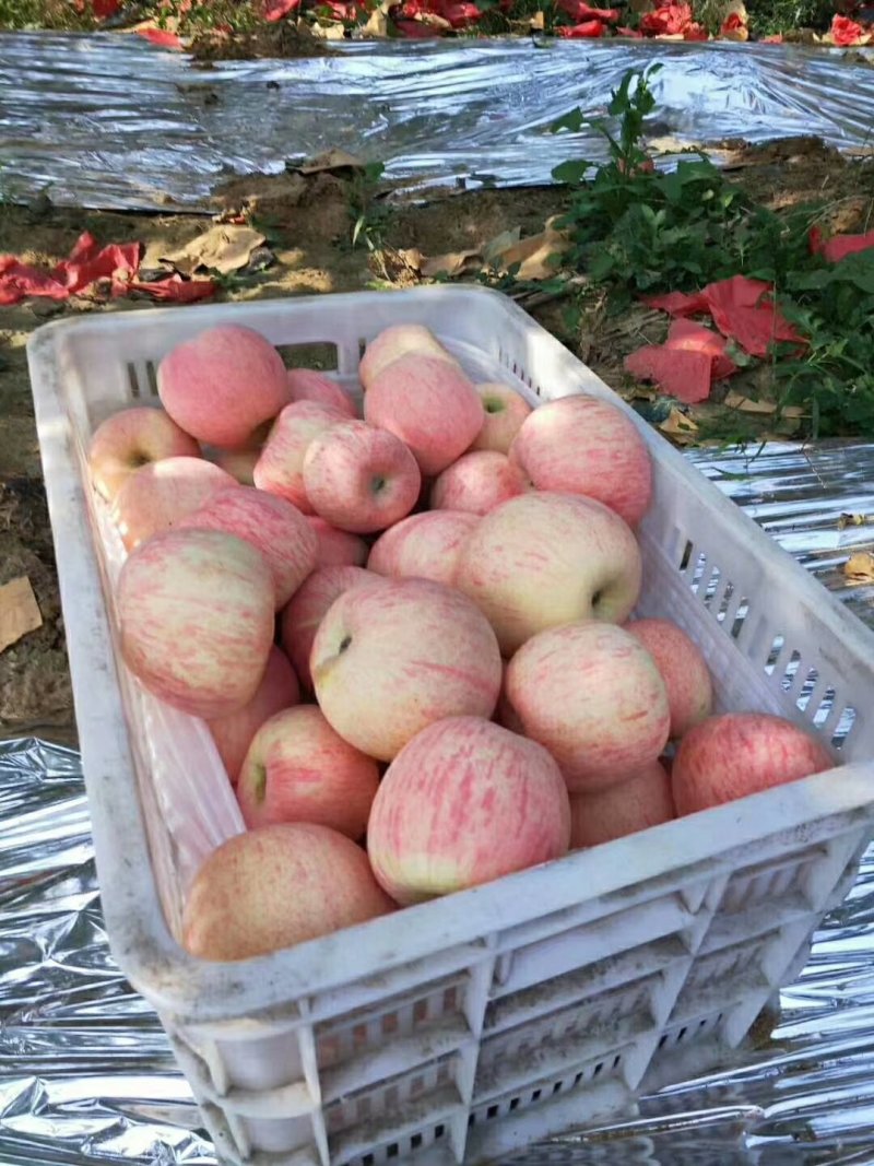 烟台苹果批发基地山东临沂沂水苹果价格蓬莱日照莒县苹果价格