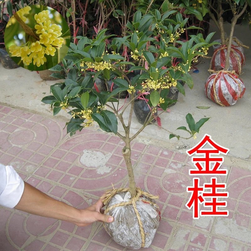 桂花树苗！品种齐全！现挖保湿发货庭院盆栽花卉