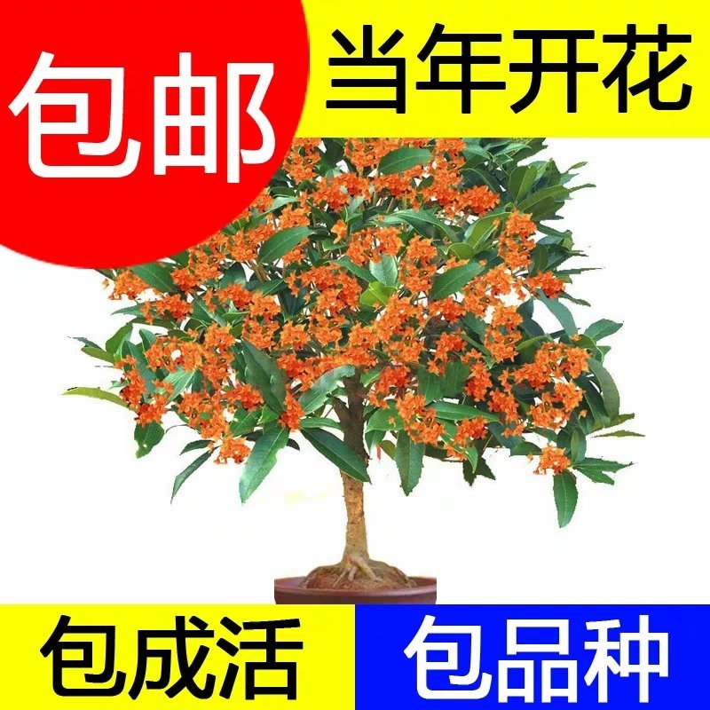 桂花树苗！品种齐全！现挖保湿发货庭院盆栽花卉