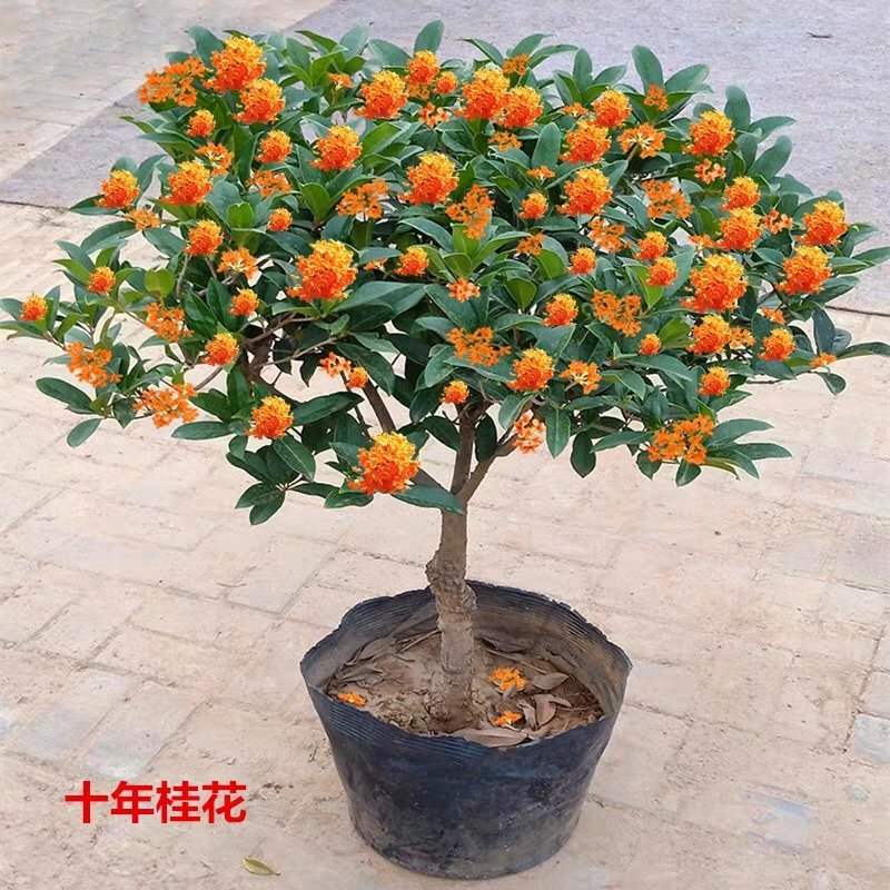 桂花树苗！品种齐全！现挖保湿发货庭院盆栽花卉