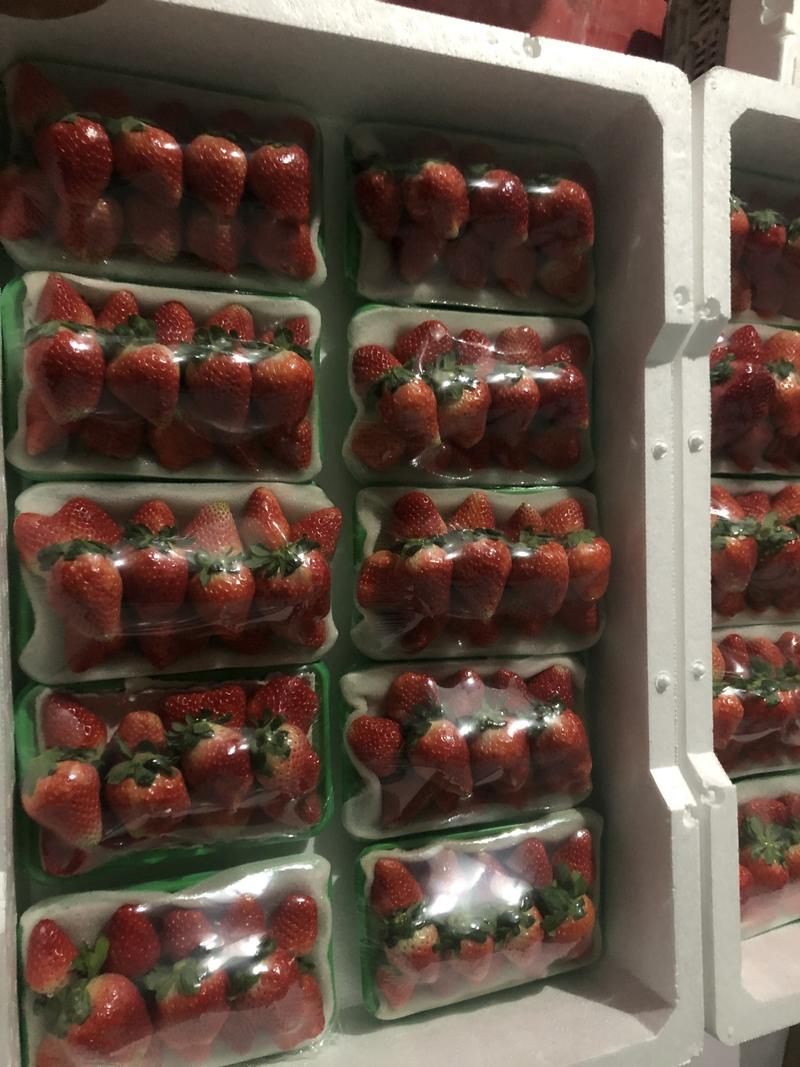 奶油草莓大量上市基地直发欢迎新老客户前来选购