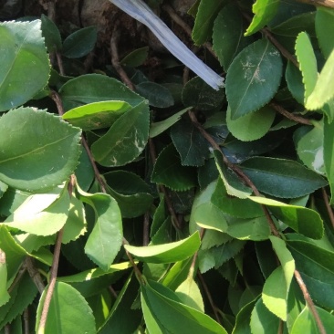 油茶苗
