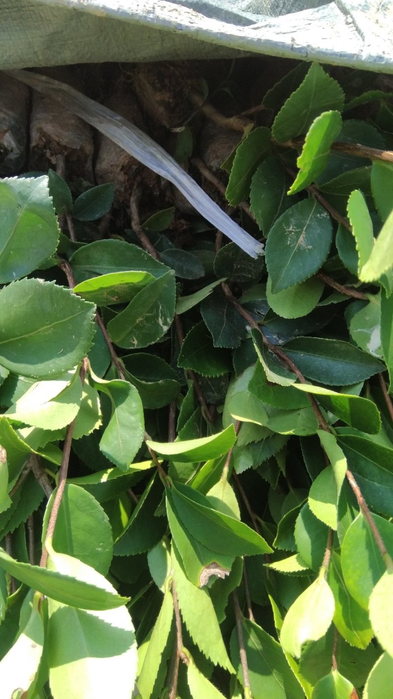 油茶苗