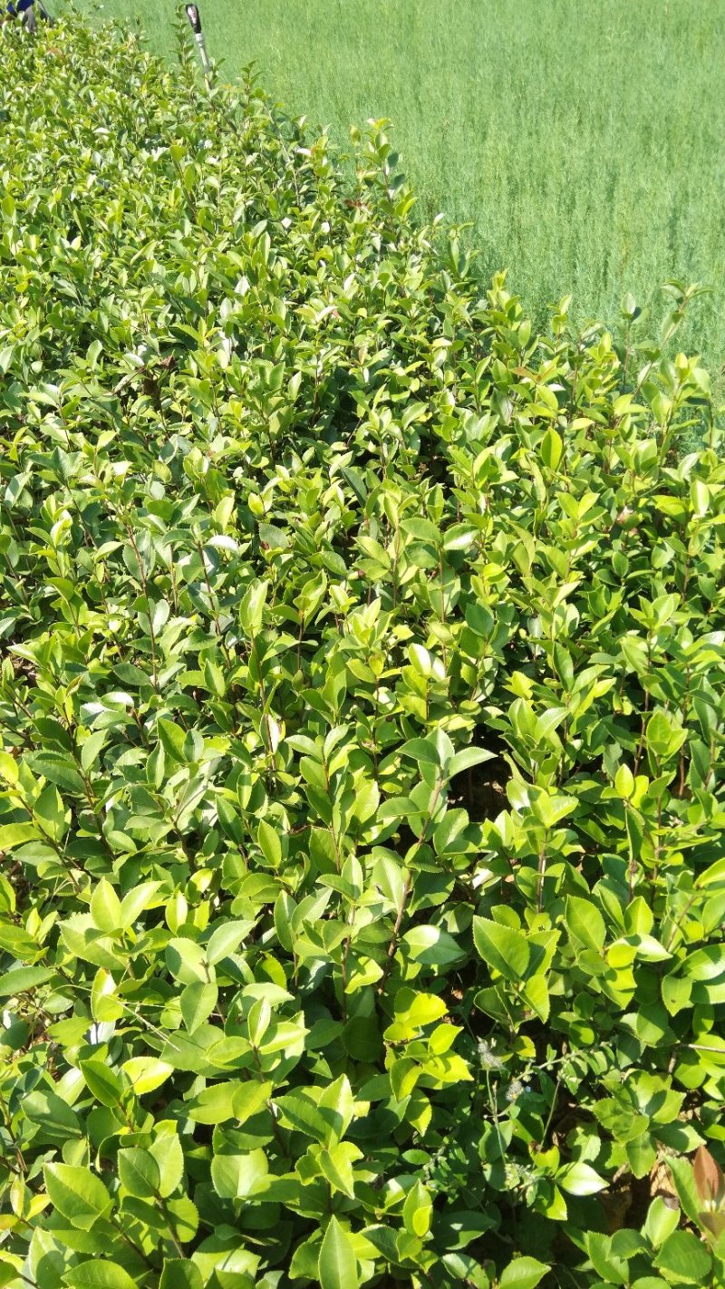 油茶苗