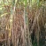 甘蔗，四川本地货沙地种植