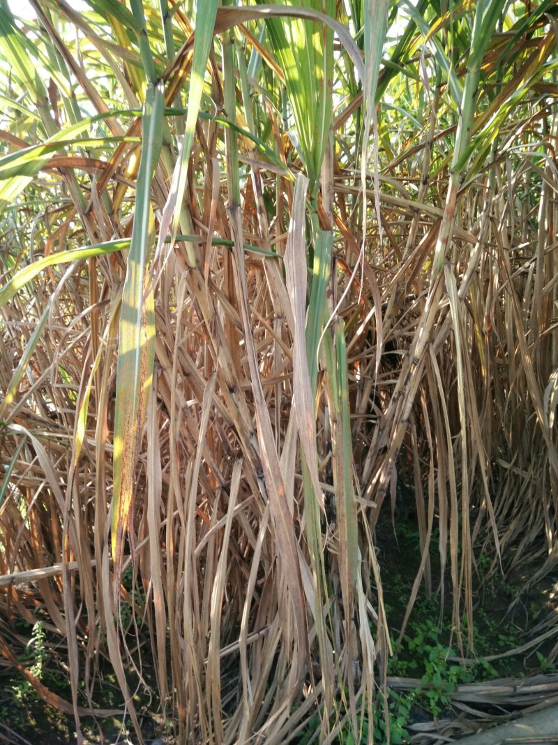 甘蔗，四川本地货沙地种植
