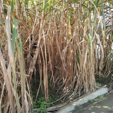 甘蔗，四川本地货沙地种植