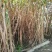 甘蔗，四川本地货沙地种植