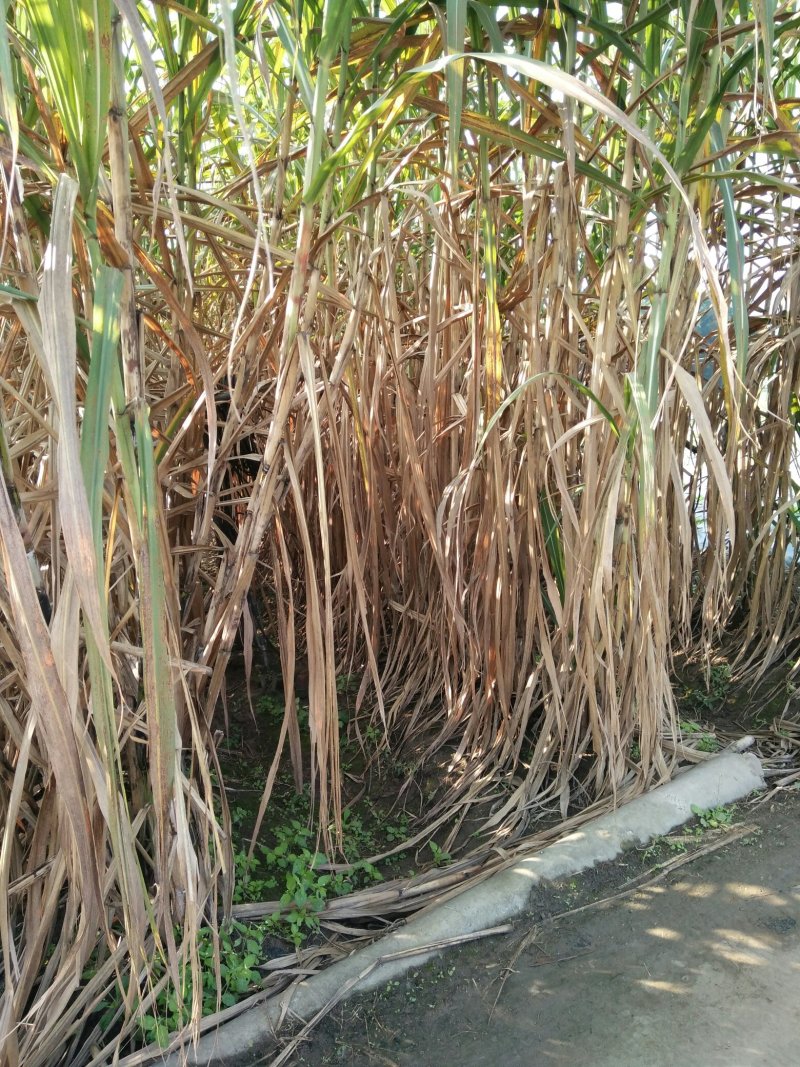 甘蔗，四川本地货沙地种植