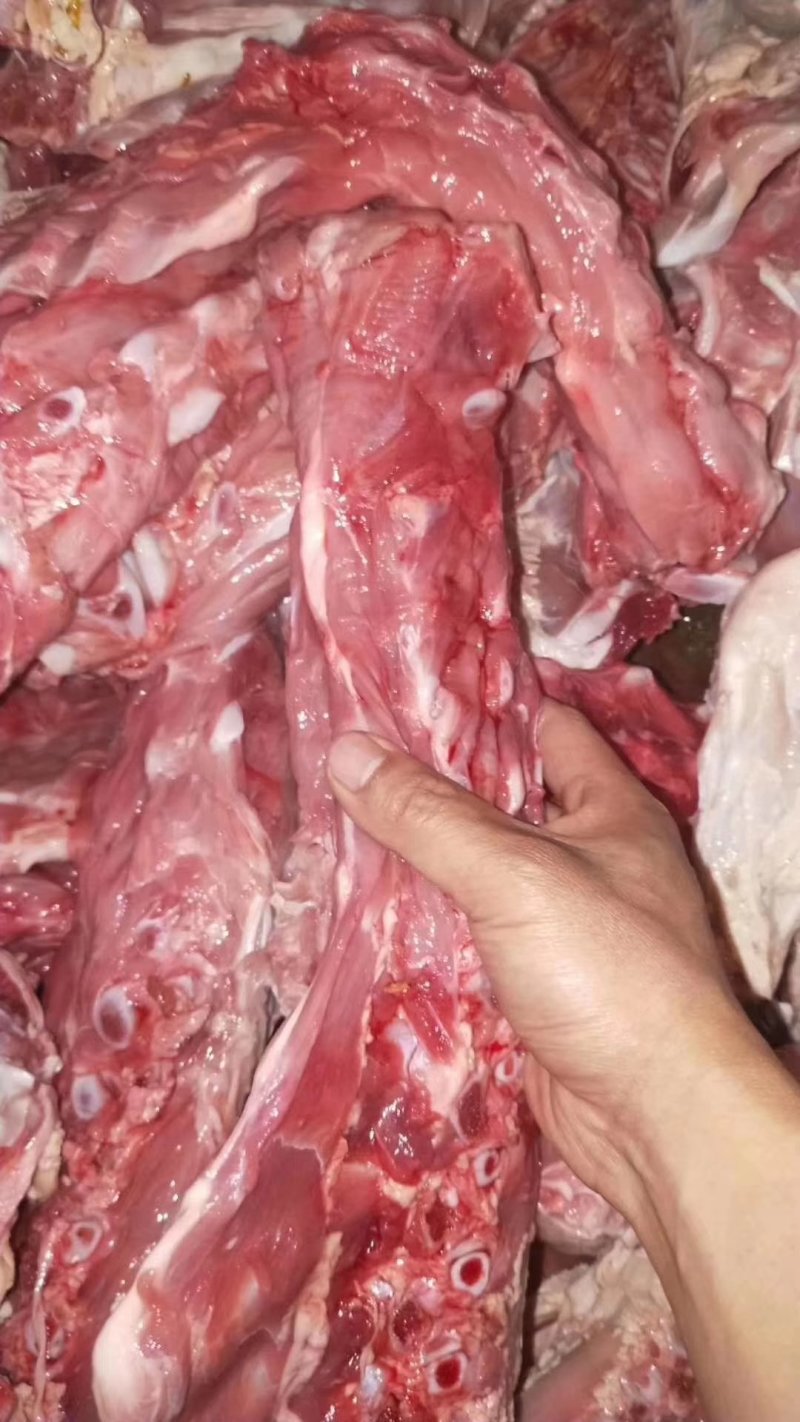 乳牛脊骨牛蝎子自助餐，含肉多货源充足质量保证