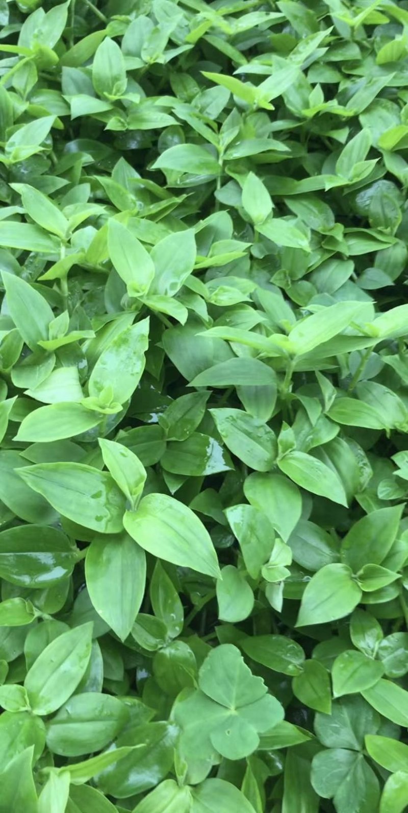 新鲜石斛苗特色菜精品菜石斛菜西餐凉拌盘饰食材基地批发配送