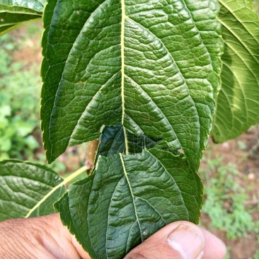 杜仲苗，当年苗，1公分，2公分，3公分都有