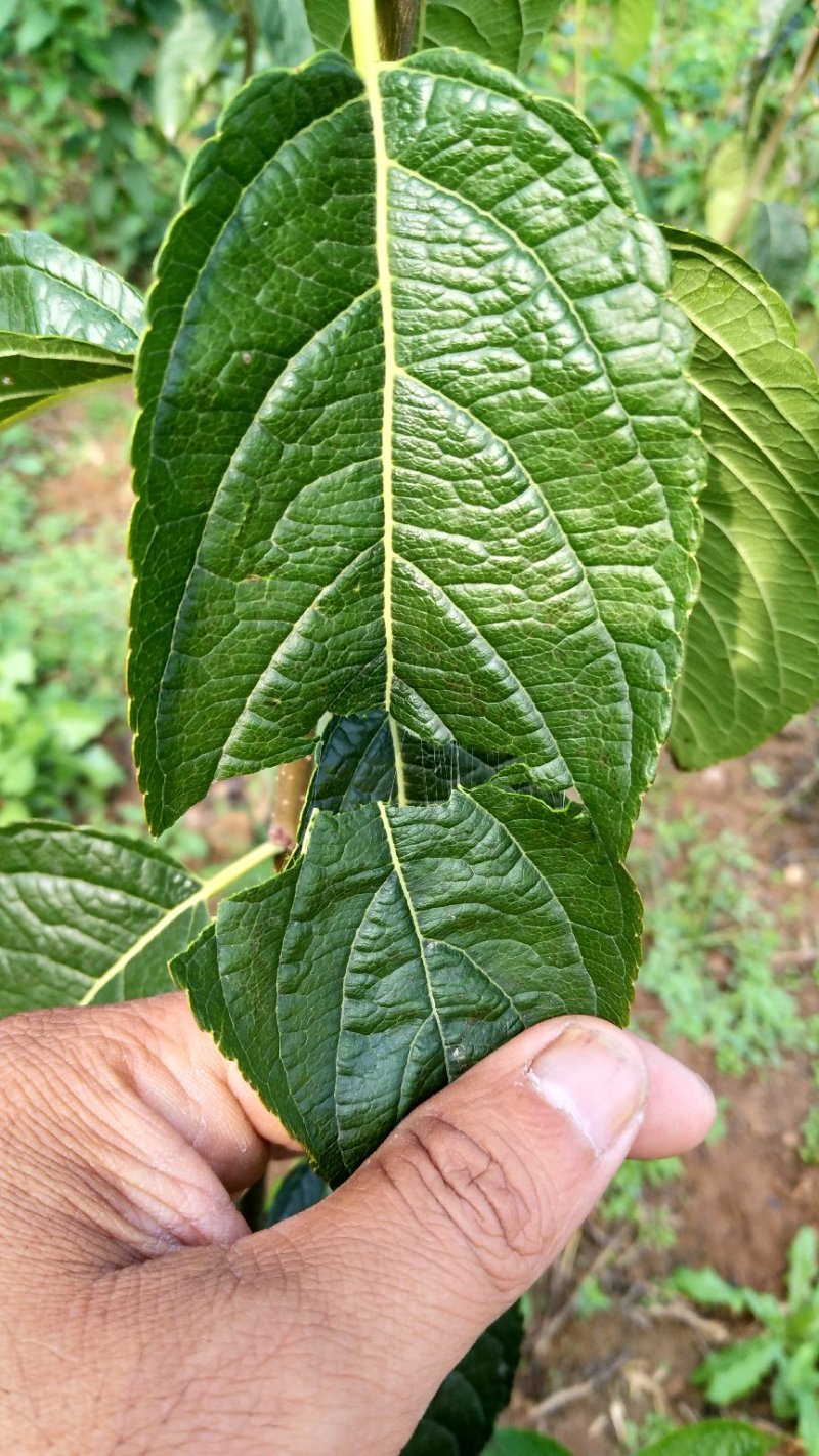 杜仲苗，当年苗，1公分，2公分，3公分都有