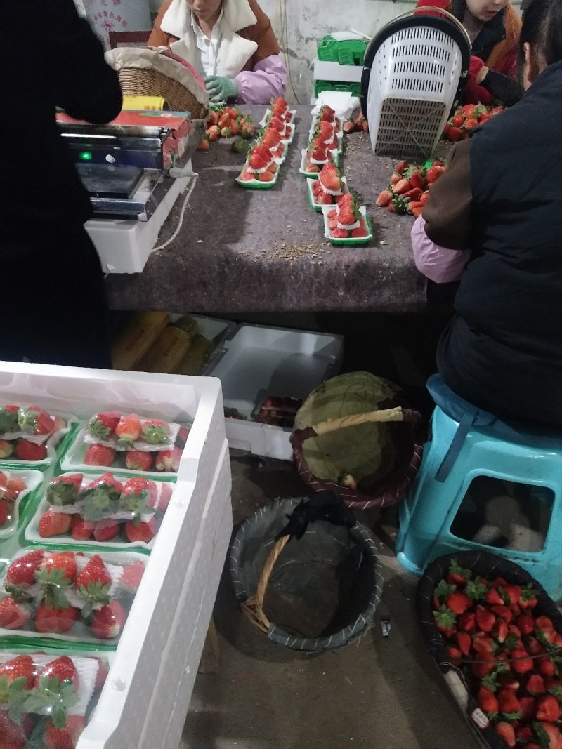 妙香，宁丰，宁玉优质草莓
