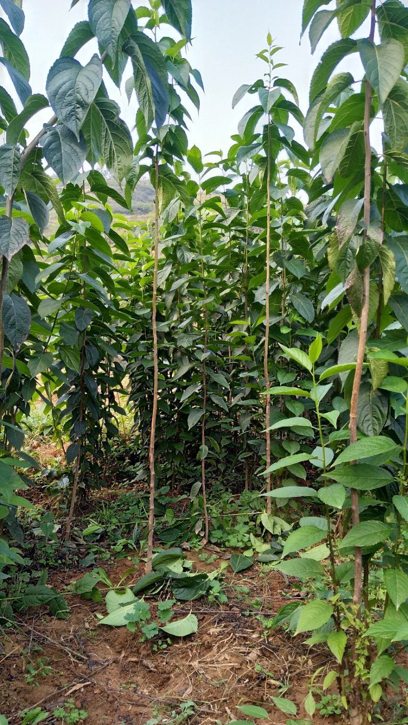 杜仲苗，当年苗，1公分，2公分，3公分都有
