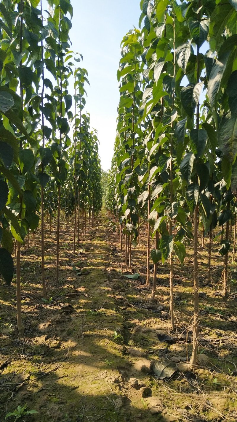 杜仲苗，当年苗，1公分，2公分，3公分都有