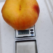 油盘7-7桃苗，成活率高，技术指导，保品种，可签合同