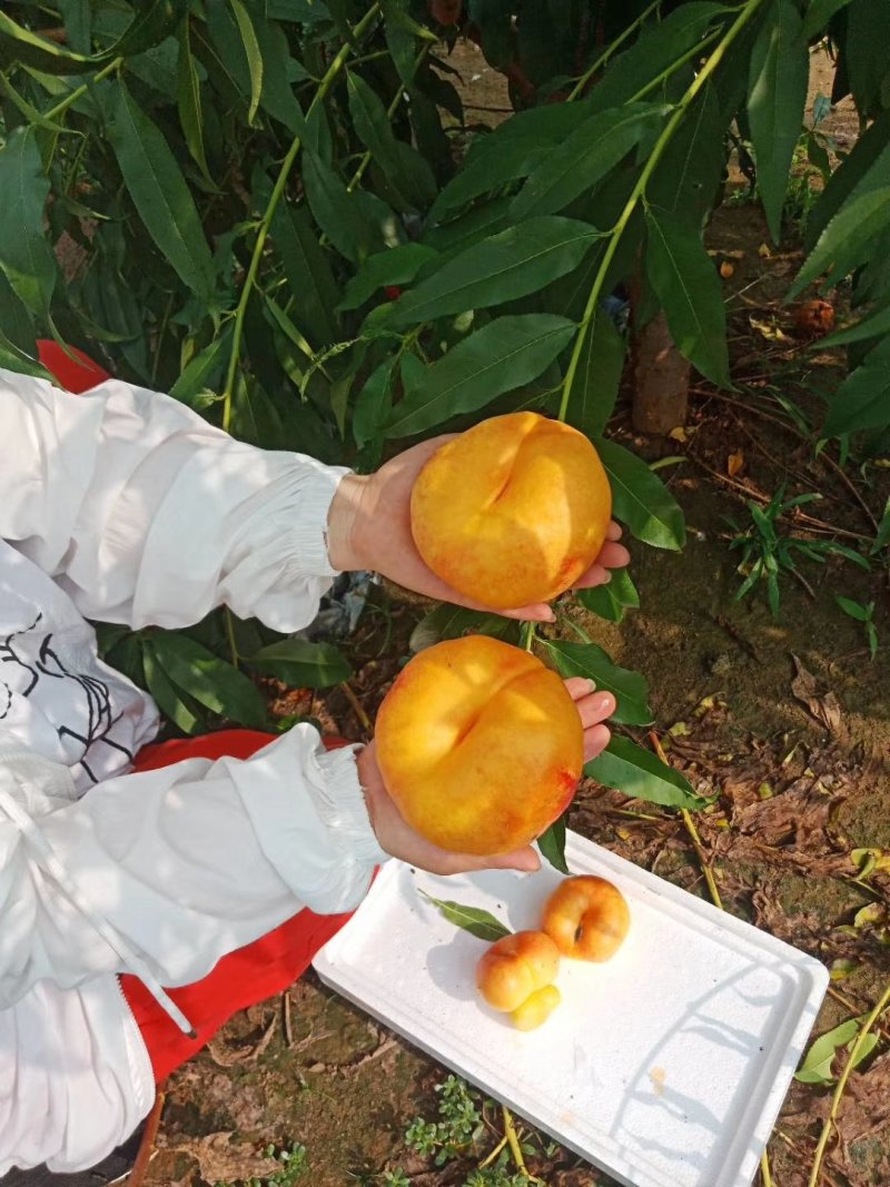 油盘7-7桃苗，成活率高，技术指导，保品种，可签合同
