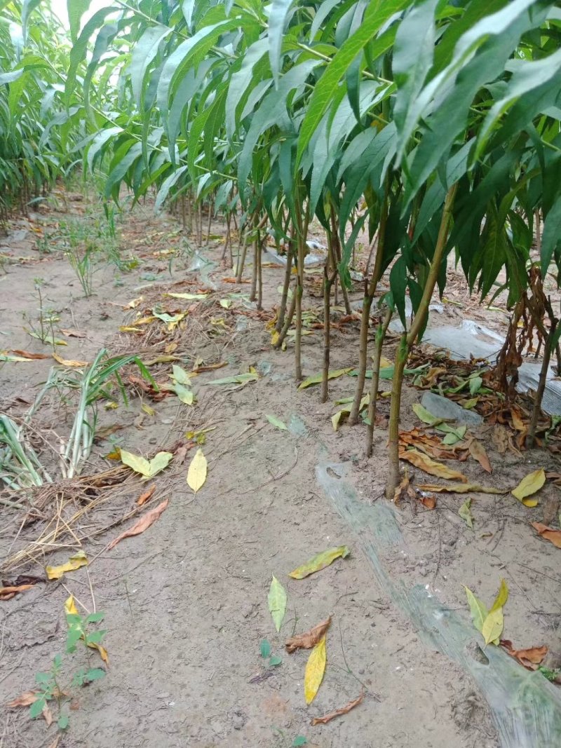 油盘7-7桃苗，成活率高，技术指导，保品种，可签合同